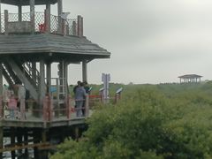 -北海金海湾红树林生态旅游区