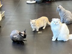 -猫小院猫主题餐厅(南锣旗舰店)