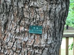 -御林古桑园