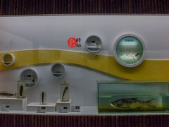 -泗洪洪泽湖湿地景区