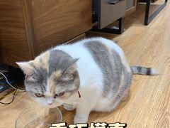 -蚌精BangGem·手工DIY(园区店)