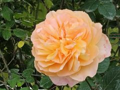 -长乐公园游乐场