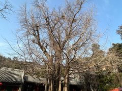 -潭柘寺景区