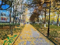 -三里屯东五街银杏大道