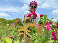 -海上花岛玫瑰园采摘