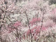 -南京古林公园