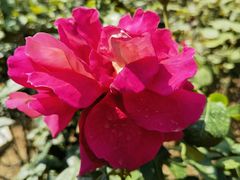 -人民公园(罗湖区)