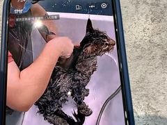 -爱洗澡的猫(望京店)
