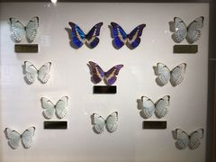 -上海昆虫博物馆