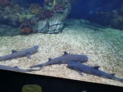 -上海海昌海洋公园