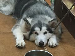 -李小姐の猫咖啡馆(五角场店)