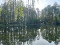 -上海滨江森林公园