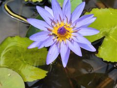 -西双版纳傣族园