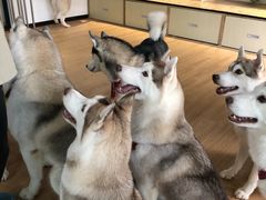 -Husky Go! 哈士奇体验馆·宠物咖啡厅狗咖