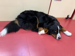 -和它·交个朋友·狗咖猫咖(爱琴海店)
