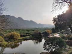 -中国茶叶博物馆(双峰馆区)