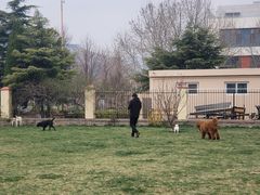 -趣玩宠物乐园寄养训犬训狗游泳池
