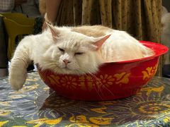 -平行世界·猫咖(首经贸店)