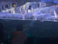 -暹罗海洋世界