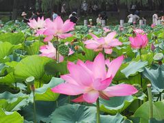 -莲花池公园
