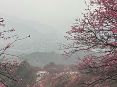 -新建村梅花