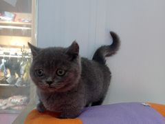 -龟与熊猫宠物公园(南坪店)