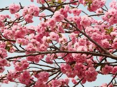 -天适樱花悠乐园