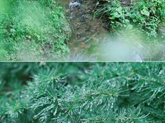 -苏木山森林公园