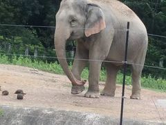 -清迈夜间动物园