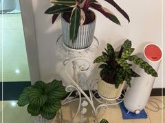 -花鸟鱼虫鲜花绿植市场(玉泉路店)