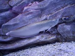 -芜湖新华联大白鲸海洋公园