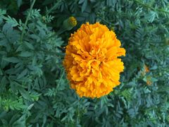 iphone_upload_pic-松山湖梦幻百花洲