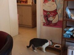 -名猫咖啡馆·撸猫·拼豆