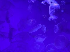 -沈阳海洋探索中心