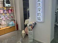 -爱洗澡的猫(望京店)