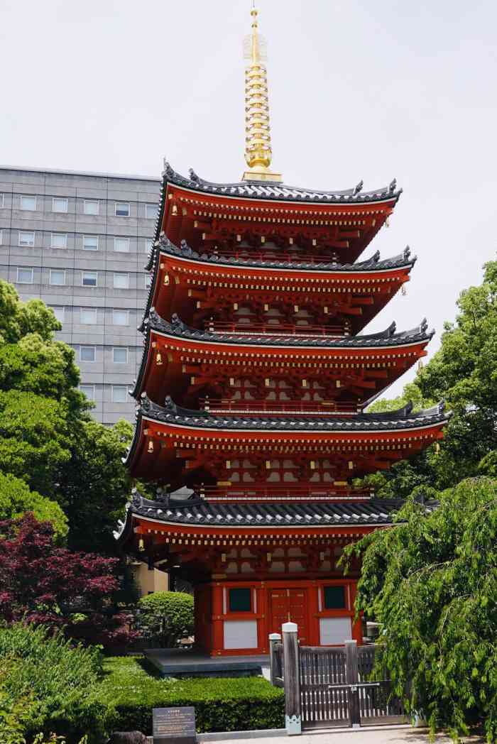 樱花盛开时节的东长寺好漂亮,一颗颗高大的樱花树盛开的花朵,寺院看