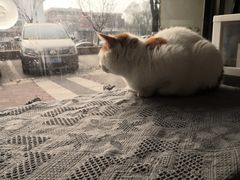 -平行世界·猫咖(首经贸店)