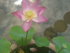 -茯茶镇