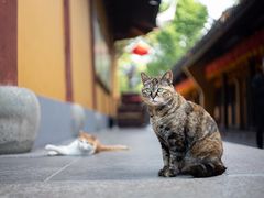 -龙华寺