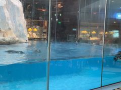 -帝企鹅自助餐厅•儿童岛•真企鹅(长隆企鹅酒店)