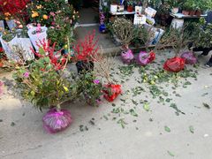 -合肥市裕丰花鸟虫鱼市场-F区