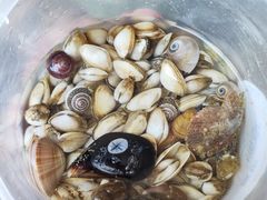 -日照海滨国家森林公园