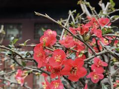 -峨眉山报国寺