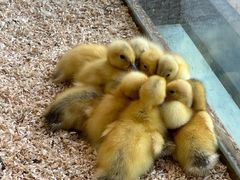 -怪兽屋·羊驼·猫咖·狗咖(俊华广场店)