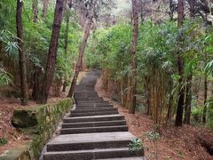 -铁山坪森林公园