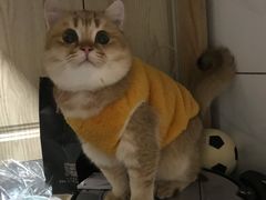 -东方名猫馆·英短金渐层布偶猫舍(环线广场1号楼店)