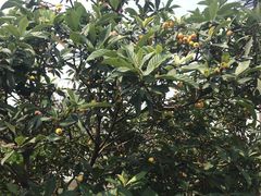 -塘栖枇杷特色园区