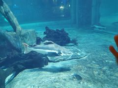 -华夏文旅海洋公园