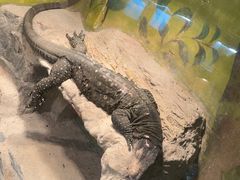 -上海大自然野生昆虫馆
