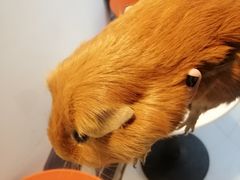 -我爱猫咪·猫咖·狗咖·安哥拉兔·羊驼咖(小寨华旗店)